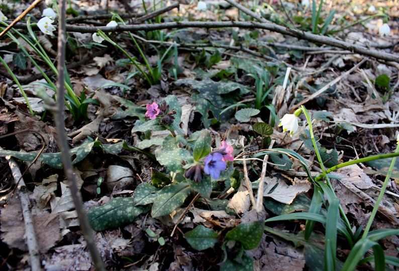 Le prime fioriture primaverili